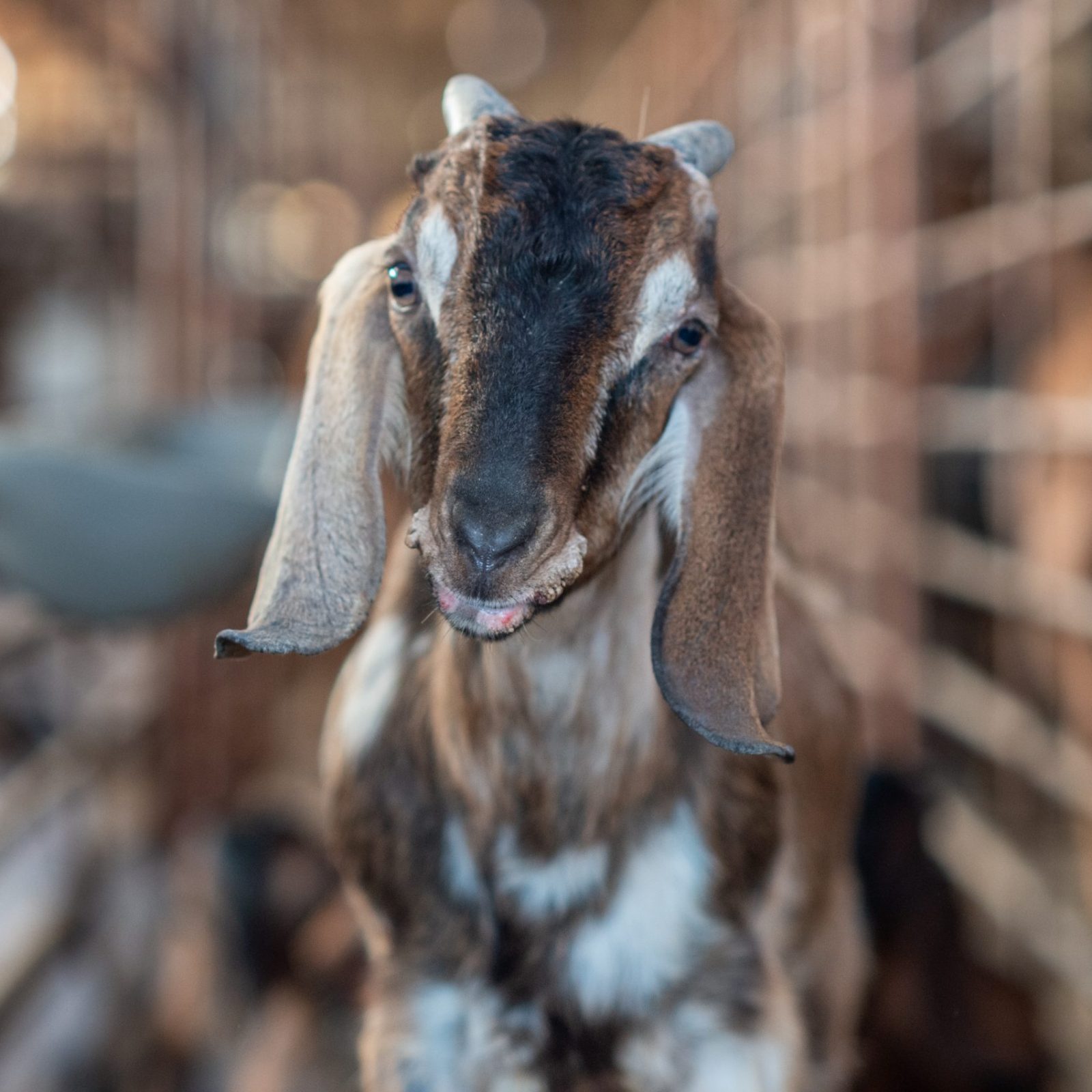 Goat on a goat meat farm.