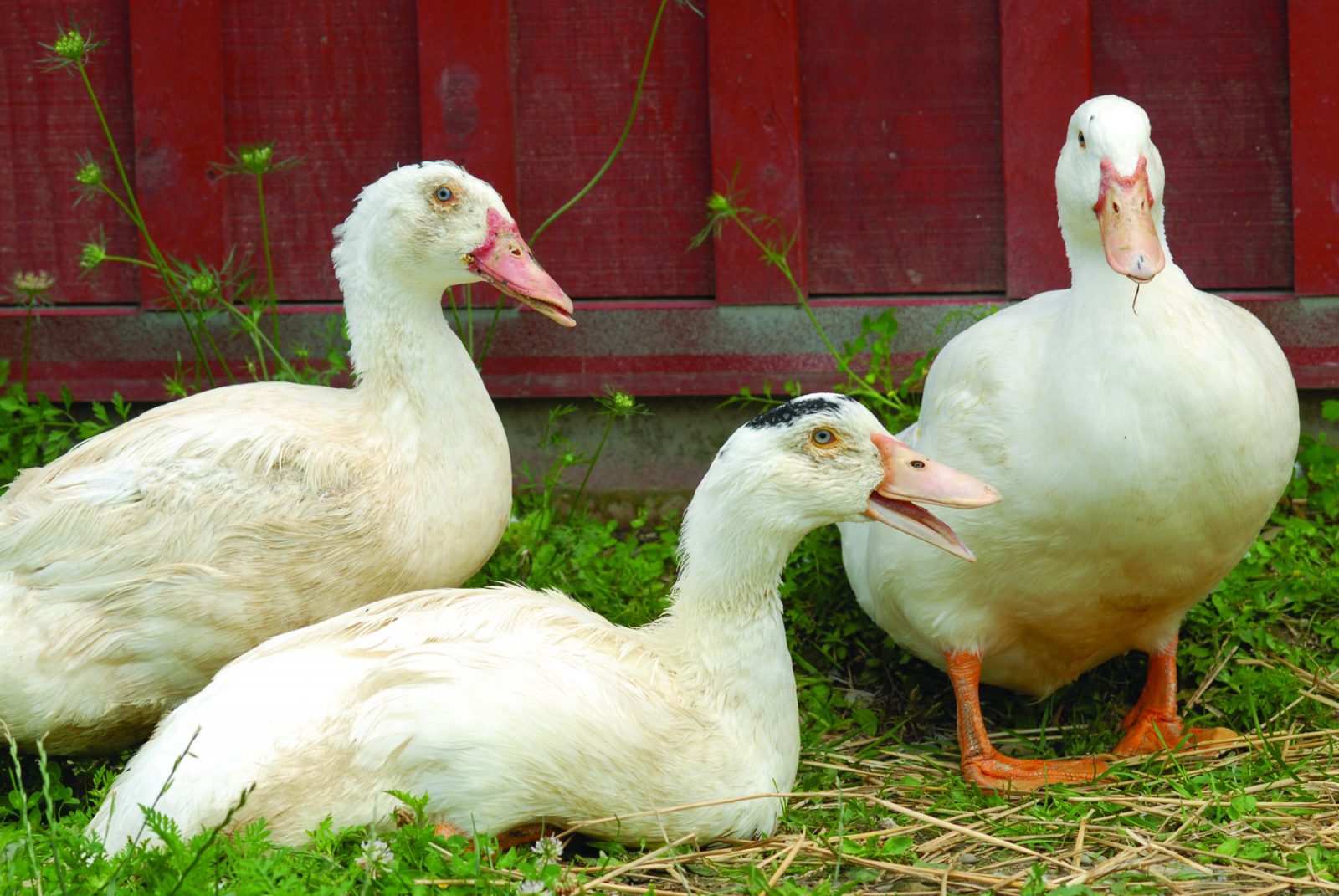 Harper, Kohl, and Burton ducks at Farm Sanctuary