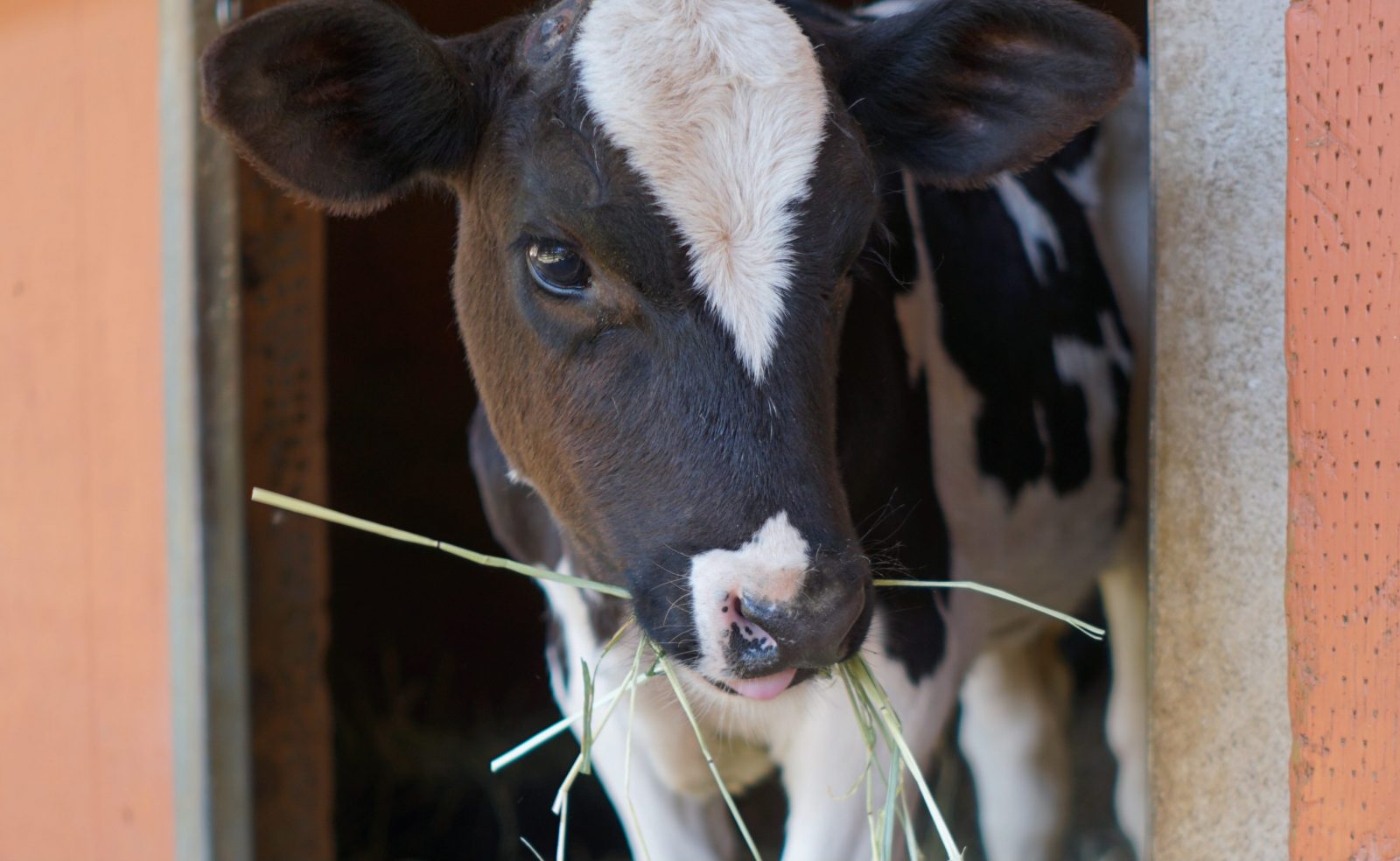 Dixon at Farm Sanctuary