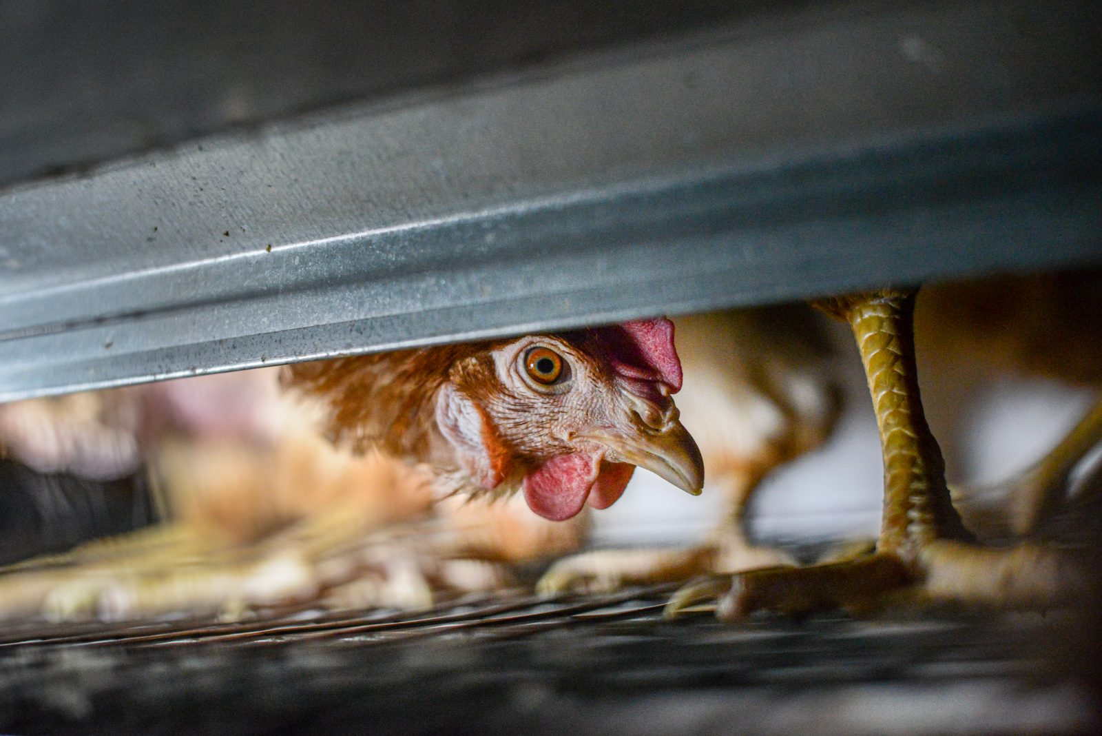 A curious hen in a cage at a factory farm.