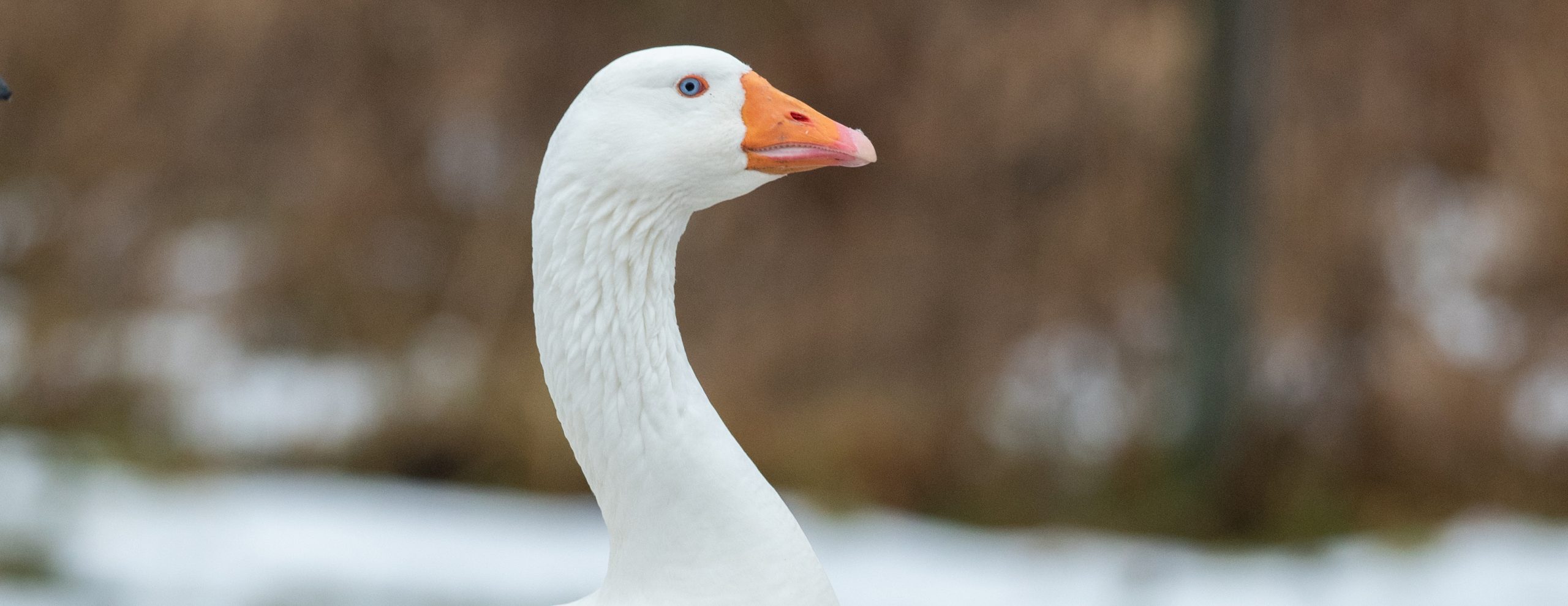 Mother Goose at Farm Sanctuary's New York shelter