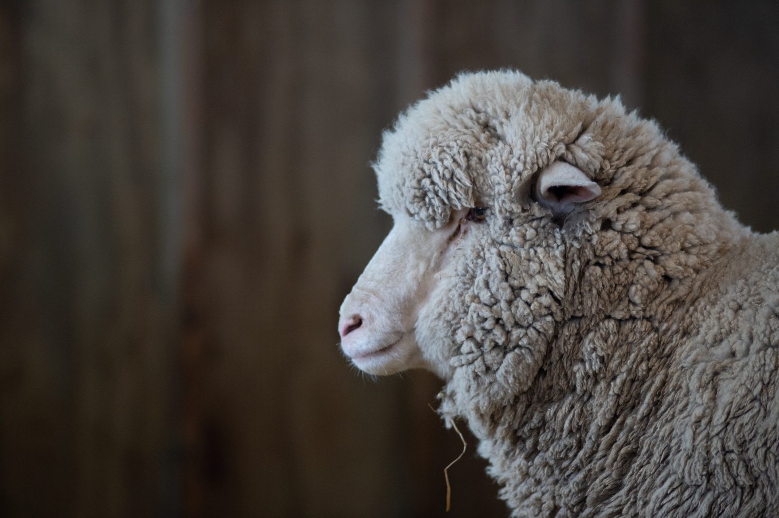 Close-up image of Elli Sheep's Face
