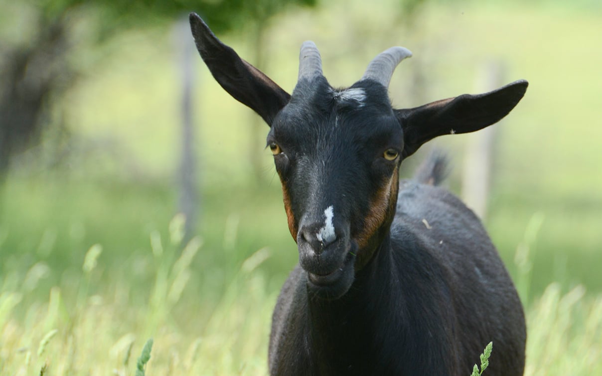 Jennifer Goat at Farm Sanctuary's New York shelter