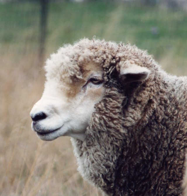 Hilda Sheep