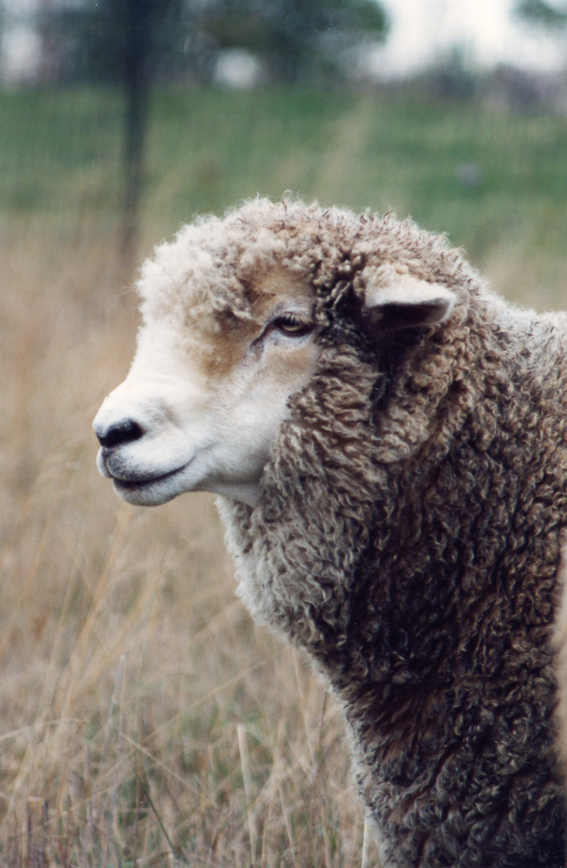 Hilda Sheep at Farm Sanctuary