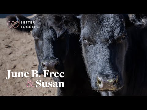 Better Together: 40 Cows Flee L.A. Slaughterhouse; Compassion Brings Two to Sanctuary