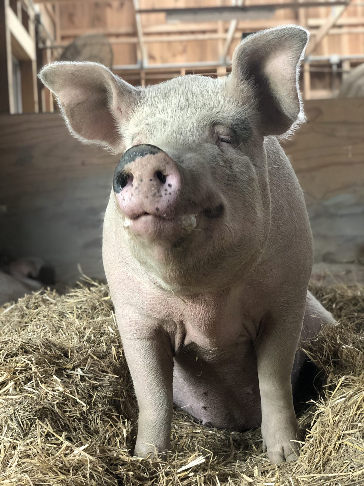 Jenny pig at Farm Sanctuary