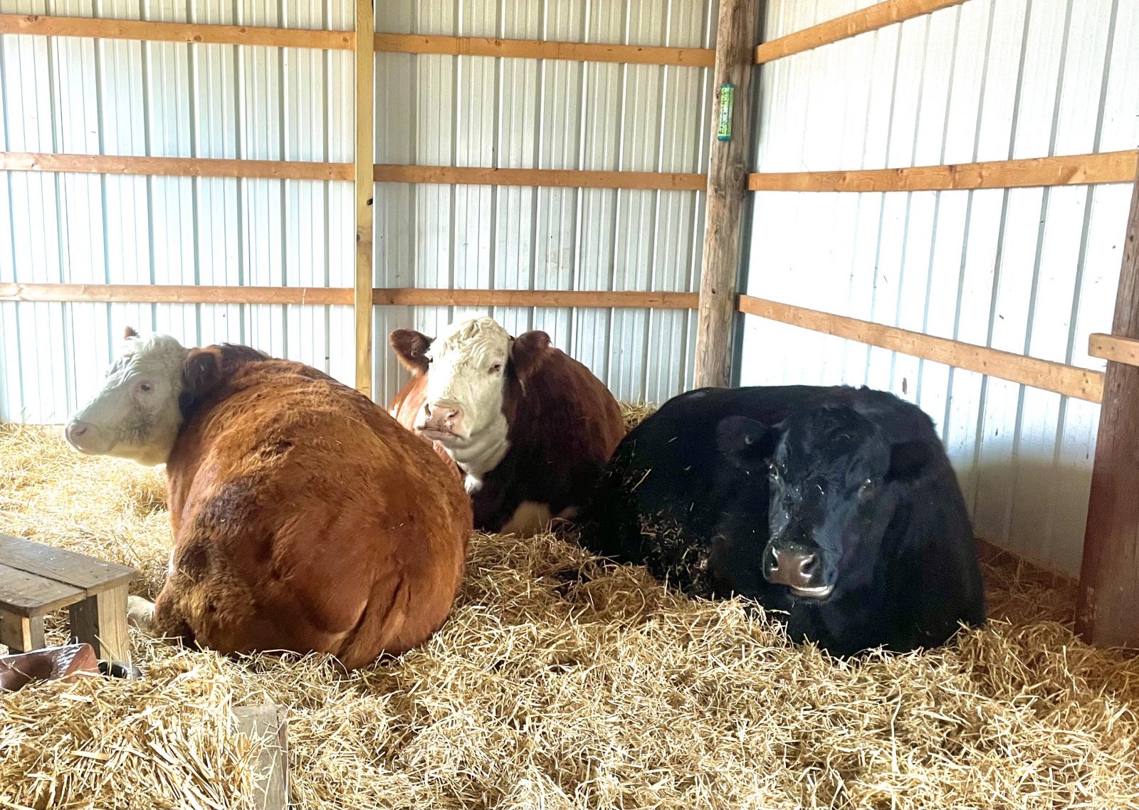 Lily, Opal, and Jyn in their barn