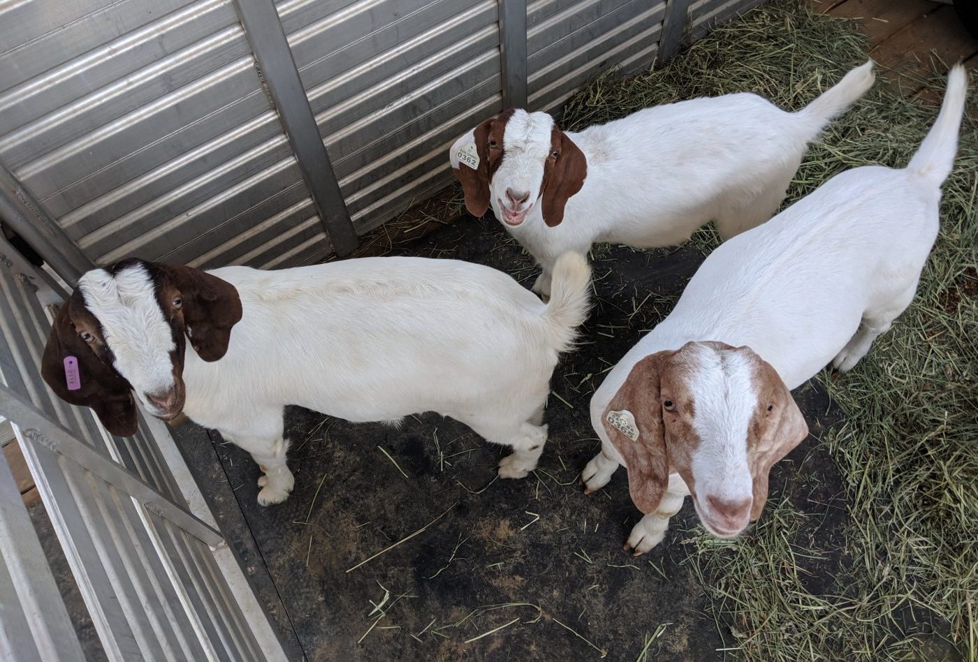 3 saved goats