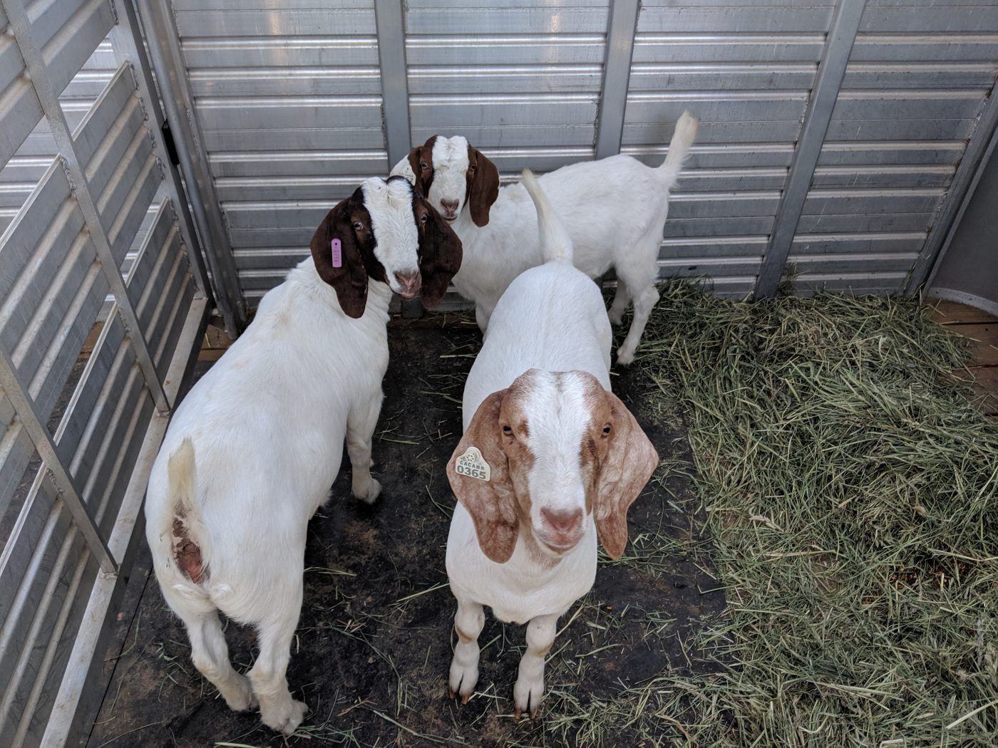 Pam, Kevin, and Bruce goats