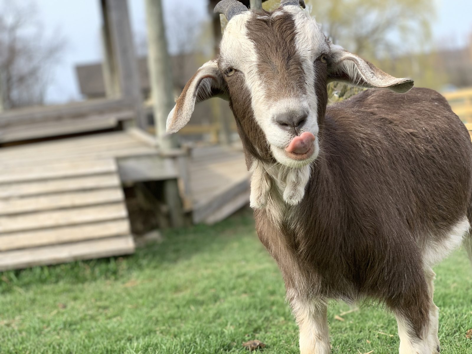 Hans sticks his tongue out while playing at Farm Sanctuary