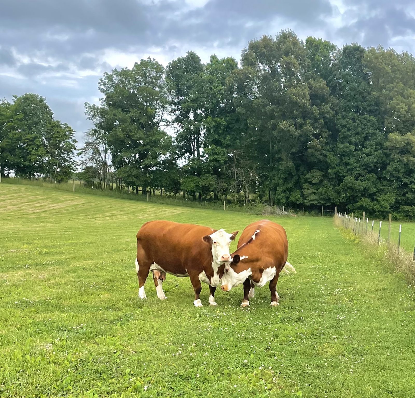Lily and Opal cows