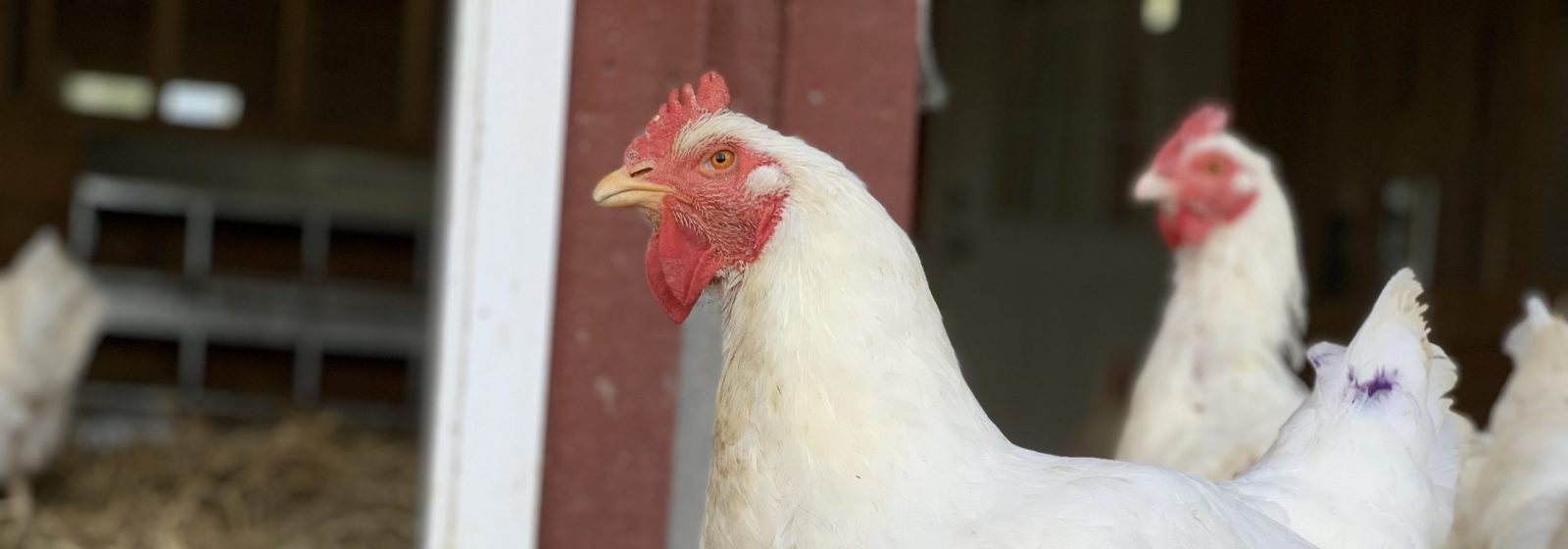 Honeydew hen and others at Farm Sanctuary