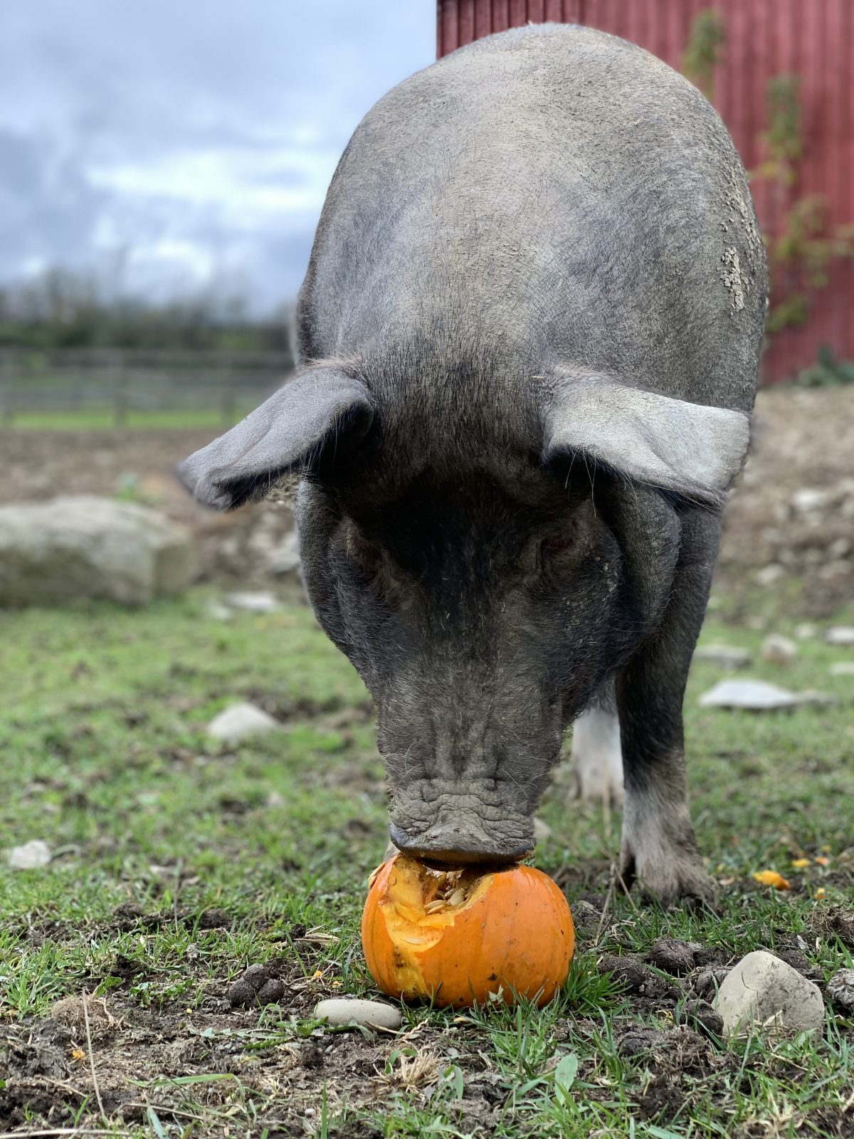 Missy pig eats a pumpkin at Farm Sanctuary