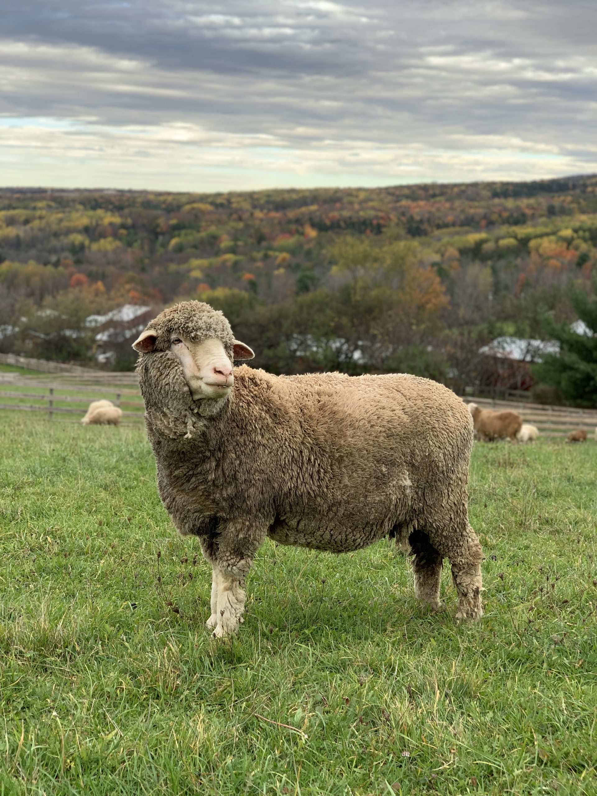 Elli sheep standing in a green pasture with a valley behind her