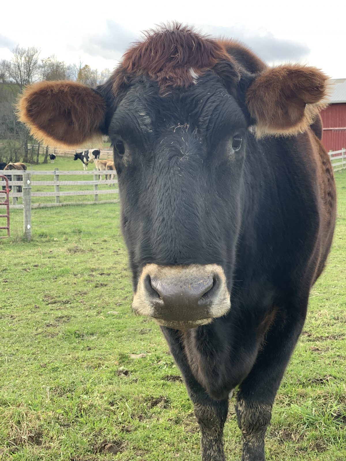 Norman steer in the pasture at Farm Sanctuary