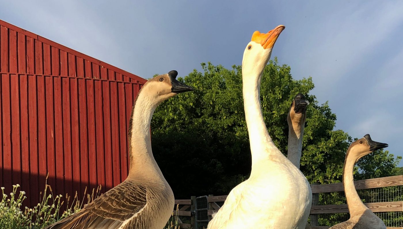 Geese at Farm Sanctuary