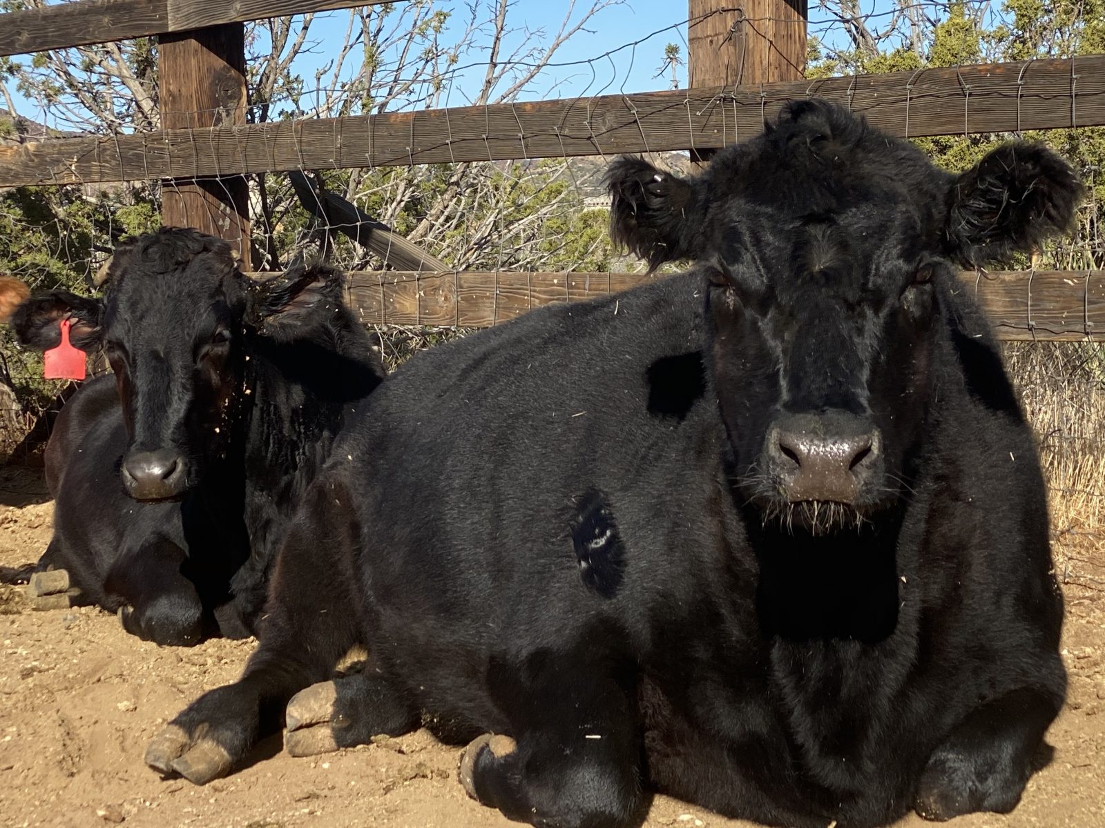 Jackie and Liberty at Farm Sanctuary's Southern California shelter