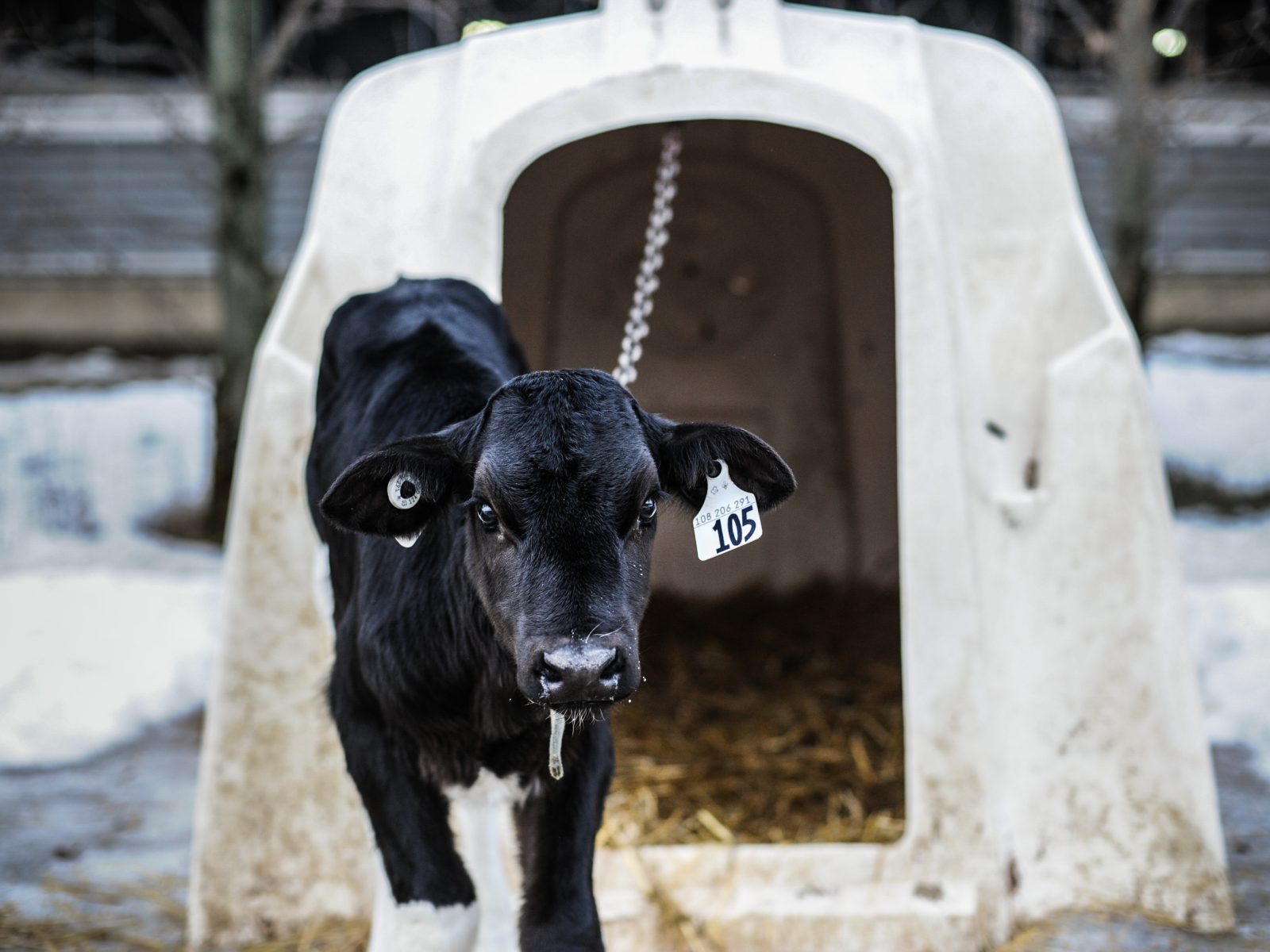 A calf chained to a veal crate throughout the cold winter. Canada, 2014
