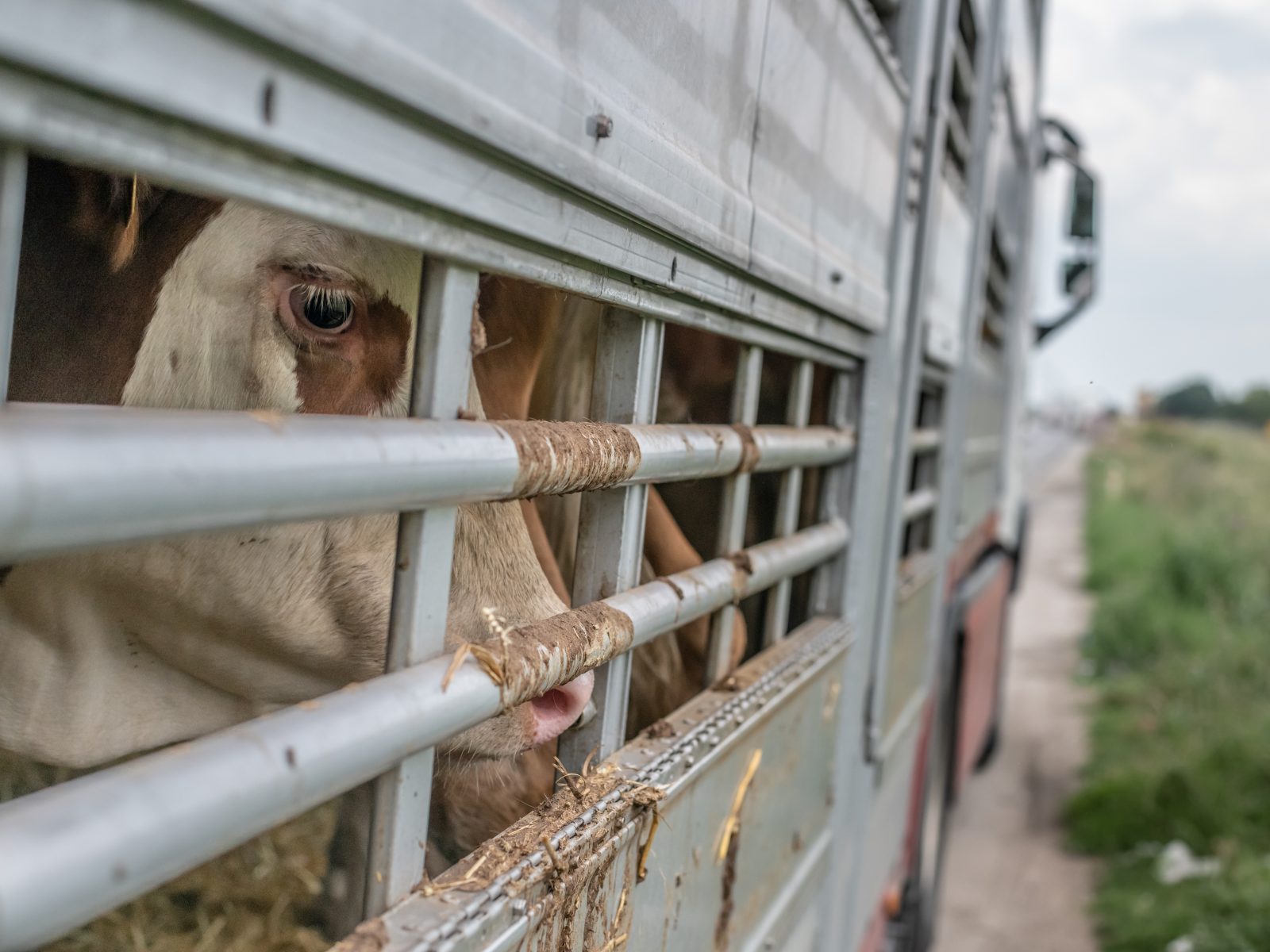 Cow looks out through bars on a transport truck parked at the Turkish Border