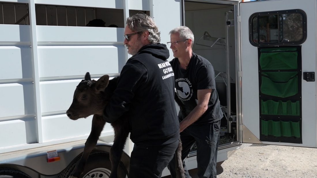 Joaquin Phoenix and Gene Bauer carry Indigo calf out of a trailer