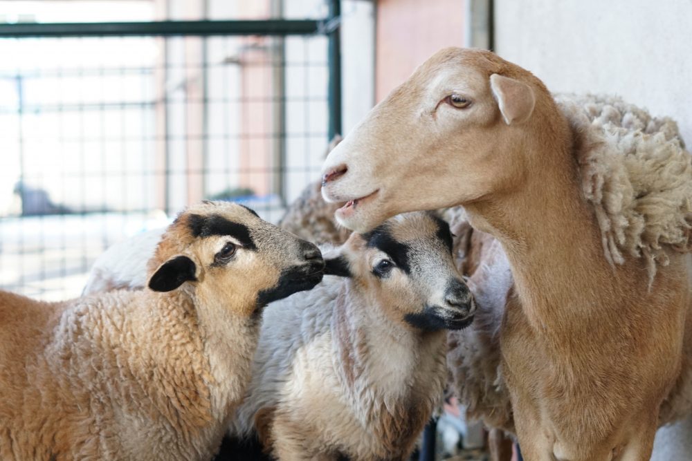 Katie Sheep, and her twins Josie and Maple Lambs, standing together in a little group