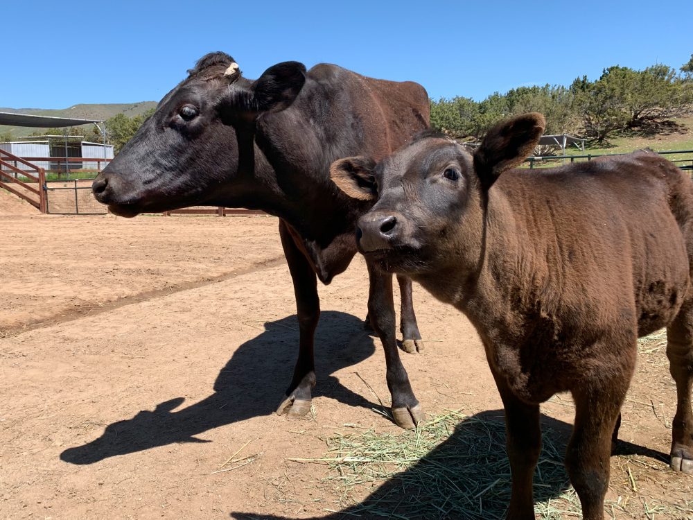 Liberty (left) and Indigo (right), enjoying the sunshine at Farm Sanctuary's Southern California sanctuary