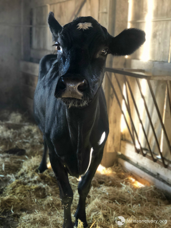 Cow inside barn