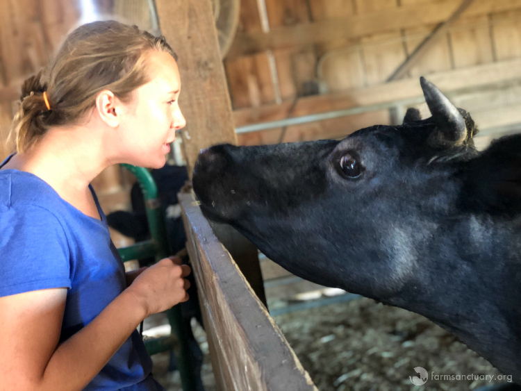 Cow with woman