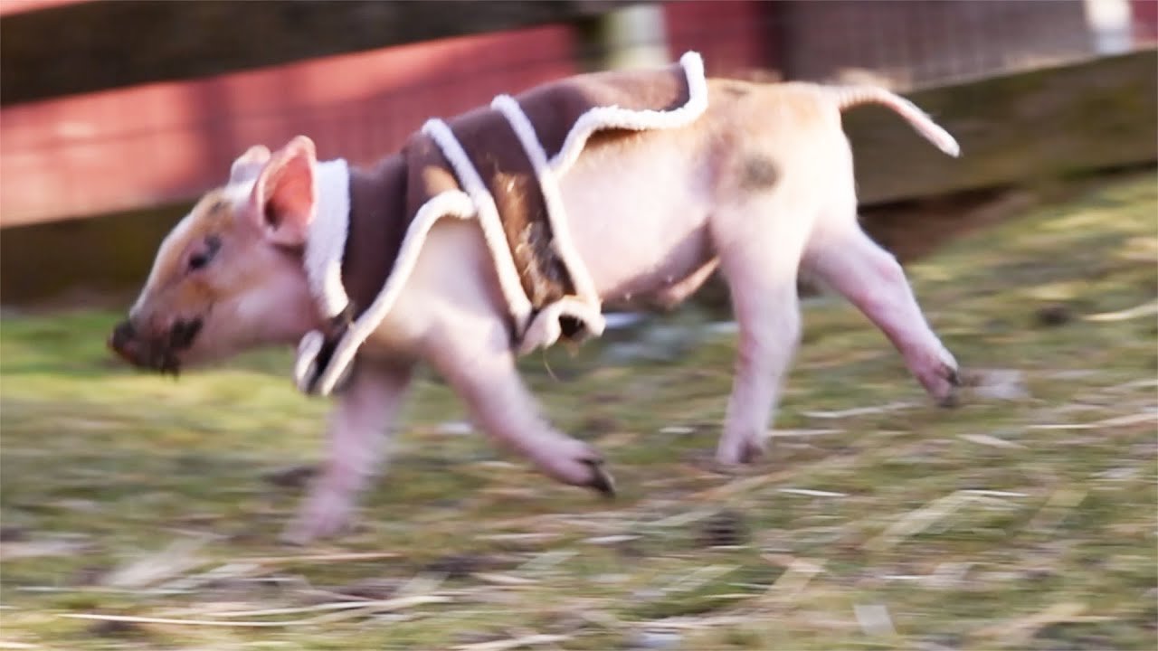 George's Terrible Case of the Piglet Zoomies