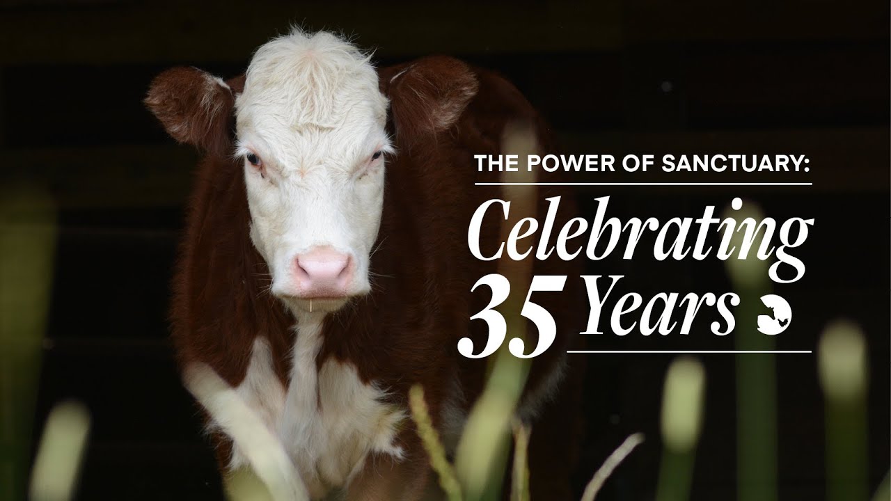 The Power of Sanctuary: Celebrating 35 Years