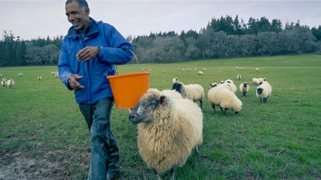 Sheep Farmer Chooses Sanctuary Over Slaughter
