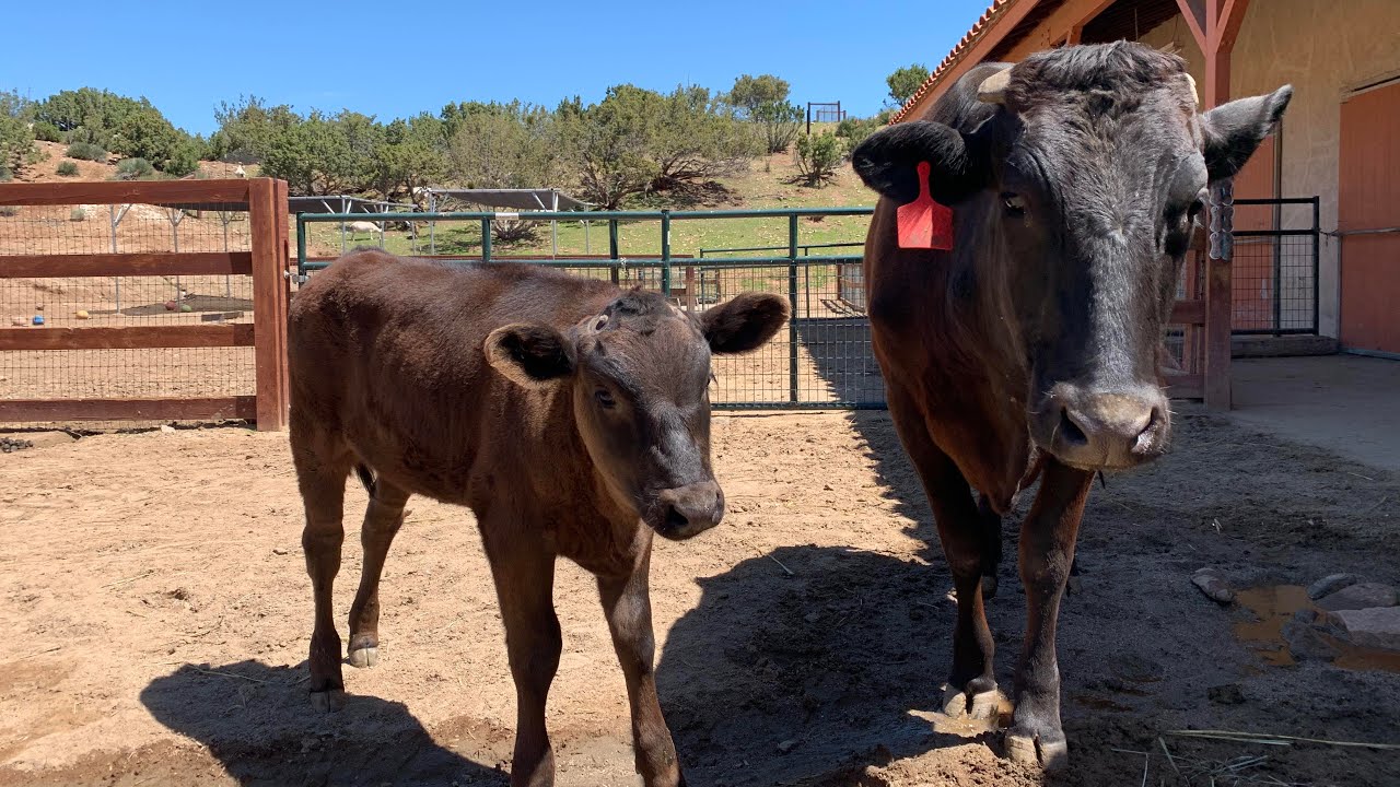 Motherhood Saved this Cow's Life