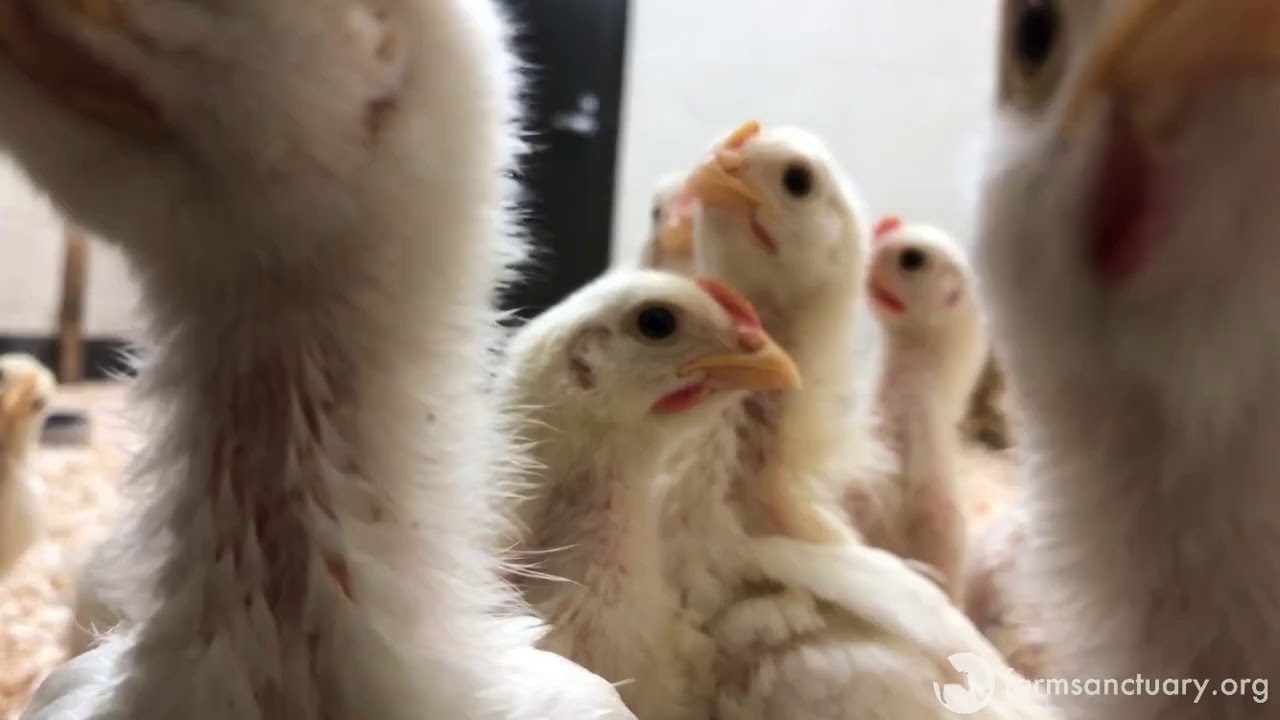 21 Rescued Peeps