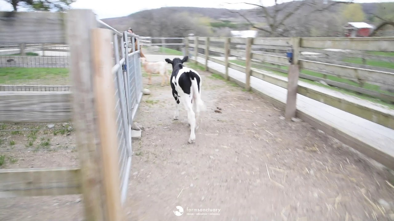 Alondra goat and Pippi calf have a playdate