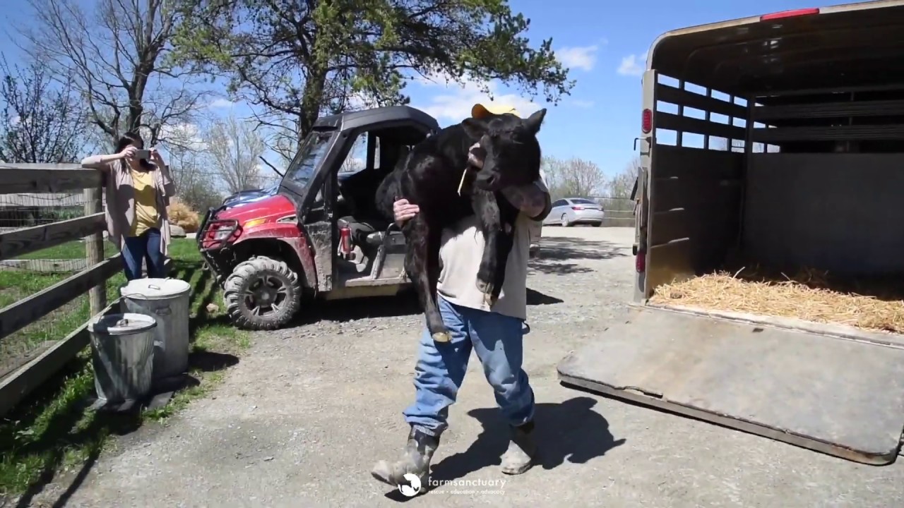 Two adorable orphaned calves meet each other for the first time