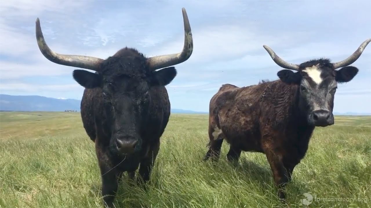 Curly's Final Moments & His Herd's Incredible Response
