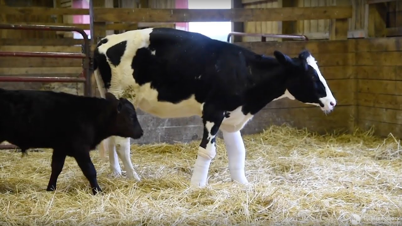Cow Born Unable to Walk Gets Back on Her Feet