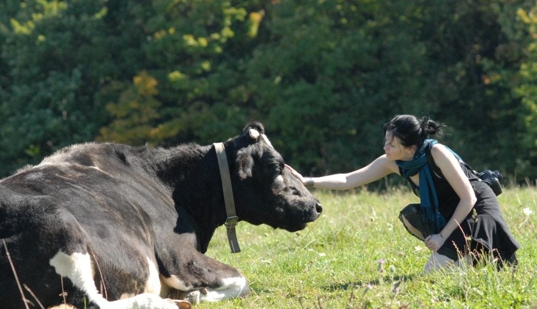 Maya cow receiving love from a human visitor