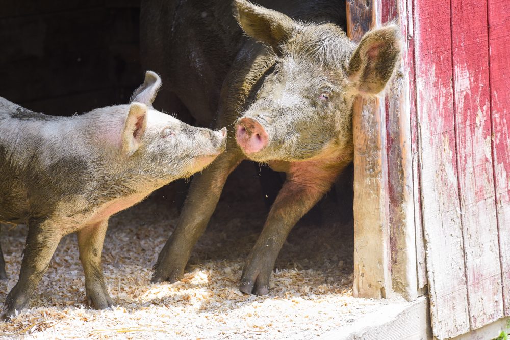 Mia Pig and her piglet about to touch noses in the doorway of a red barn