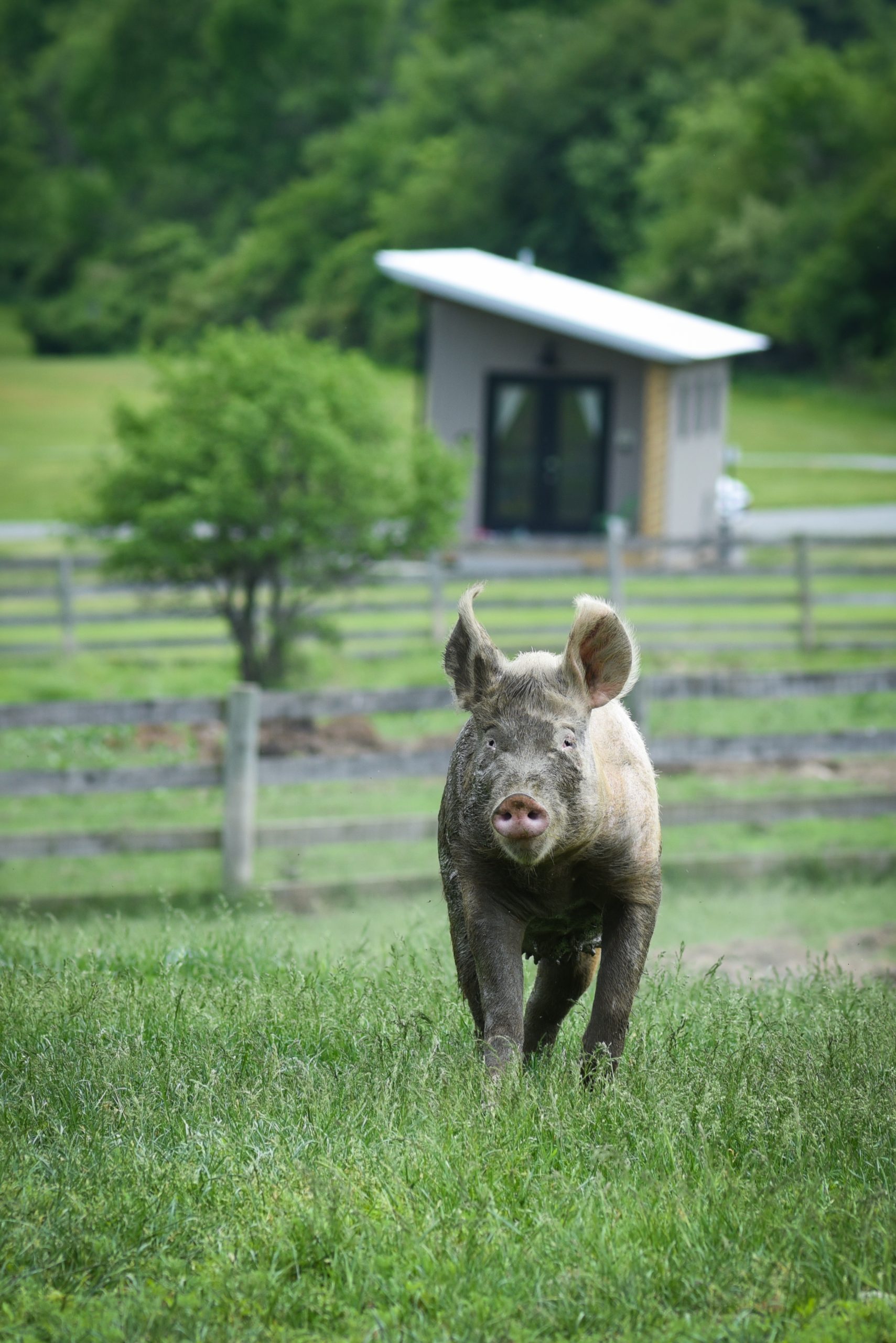 pig in front of tiny house at Farm Sanctuary