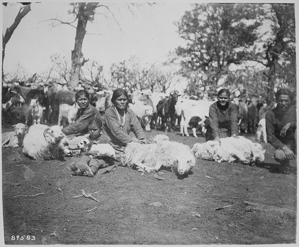 Navajo women shearing sheep