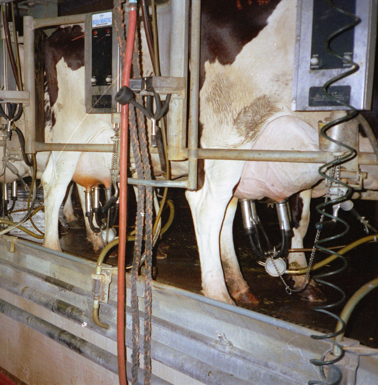 Milking Stations