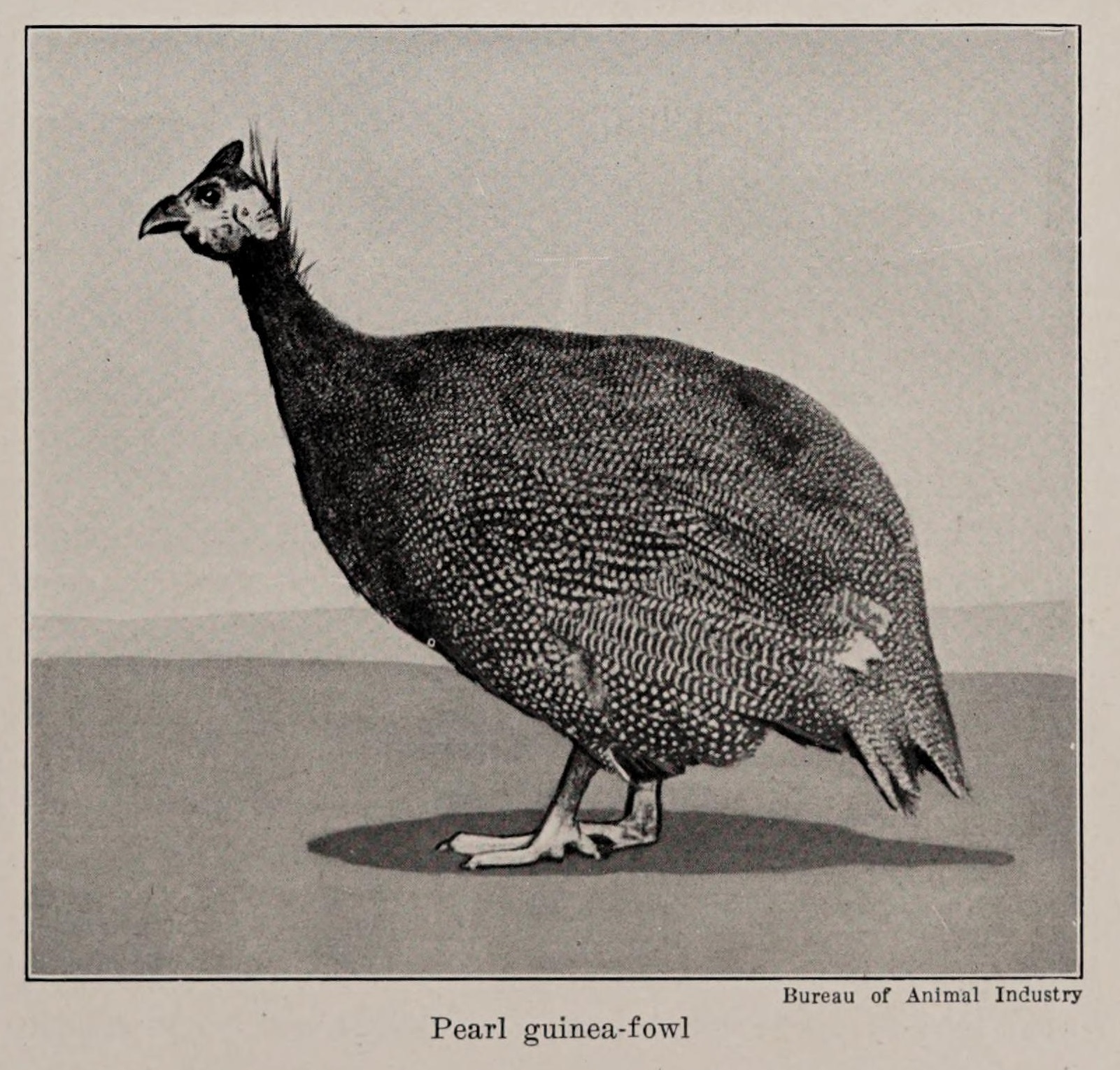 pearl guinea fowl