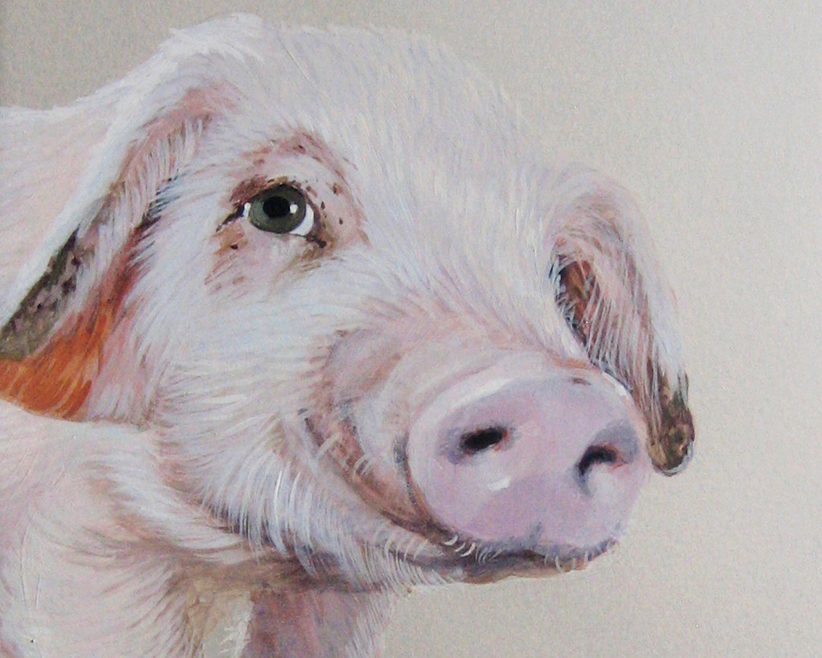 Peeking Pig / Artist: Jane O'Hara