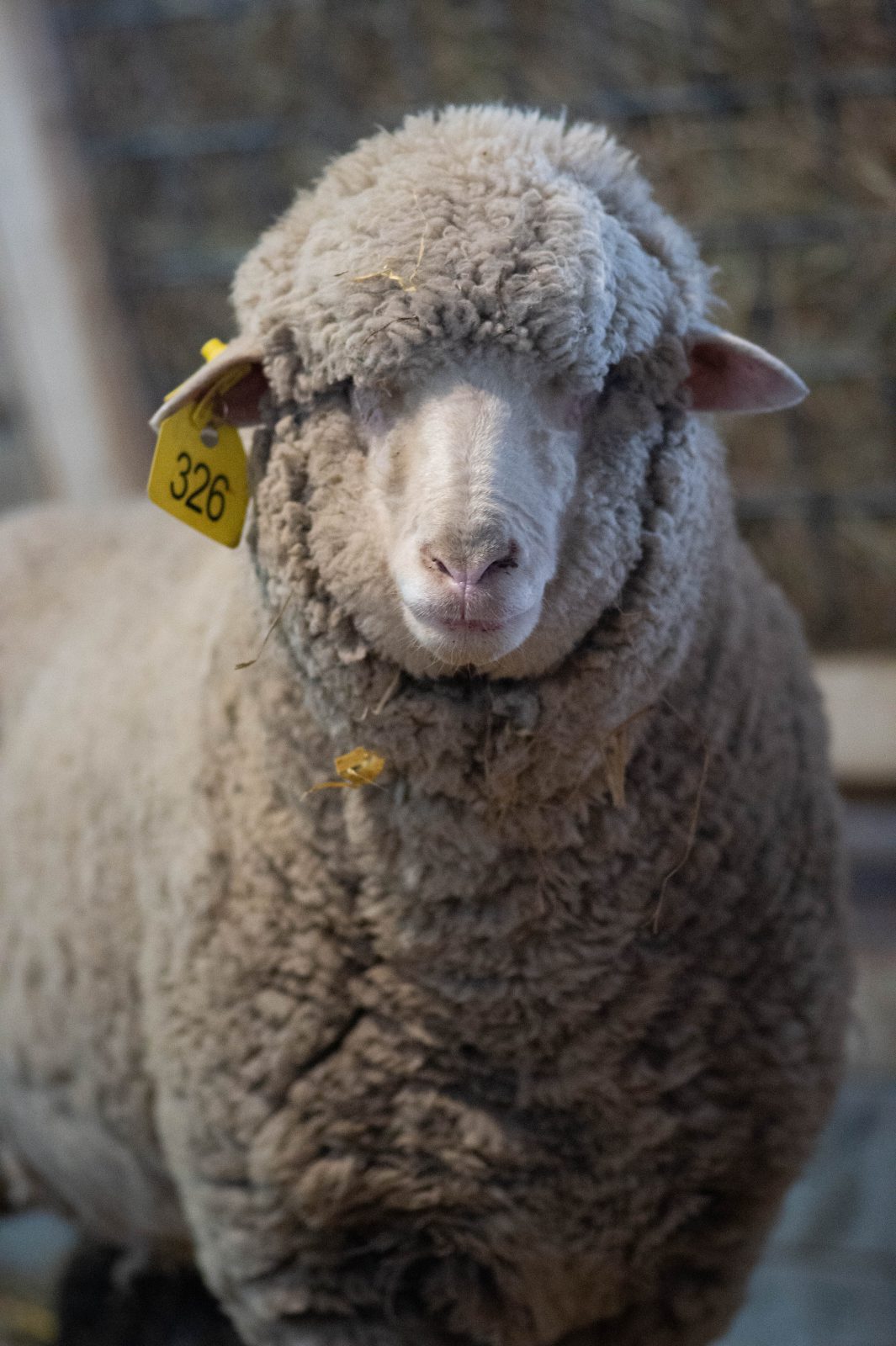 Elli Sheep at Farm Sanctuary