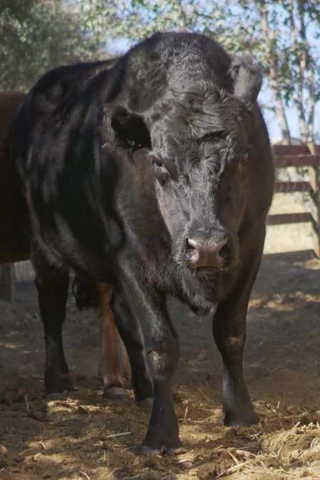 Jackie at Farm Sanctuary