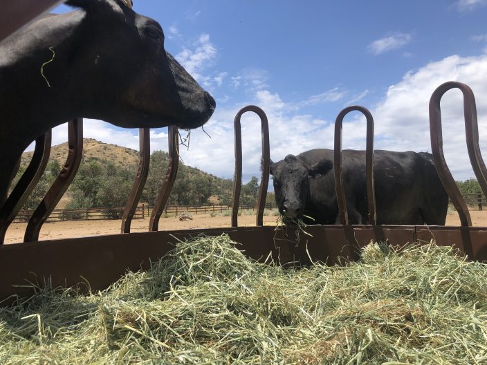 Bruno and Jackie at Farm Sanctuary