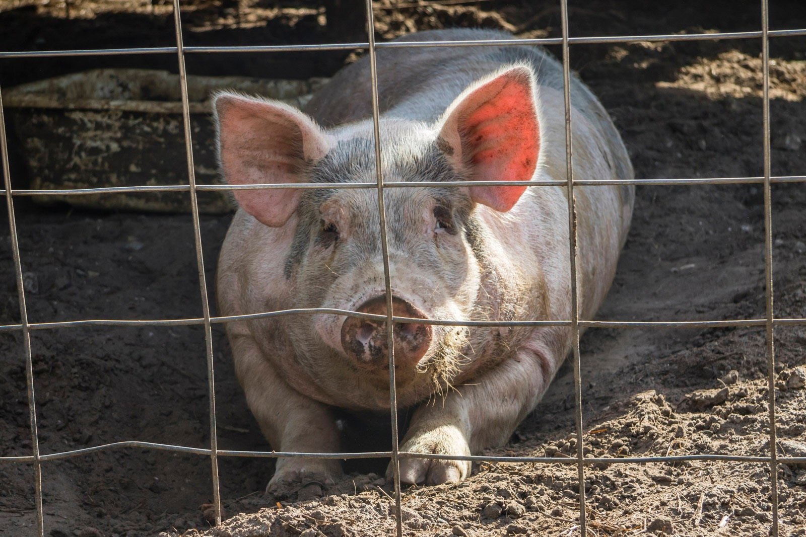 Pig behind a cage on the property