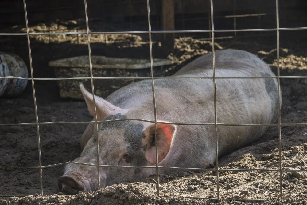 Pig lying on the ground behind a cage from the property
